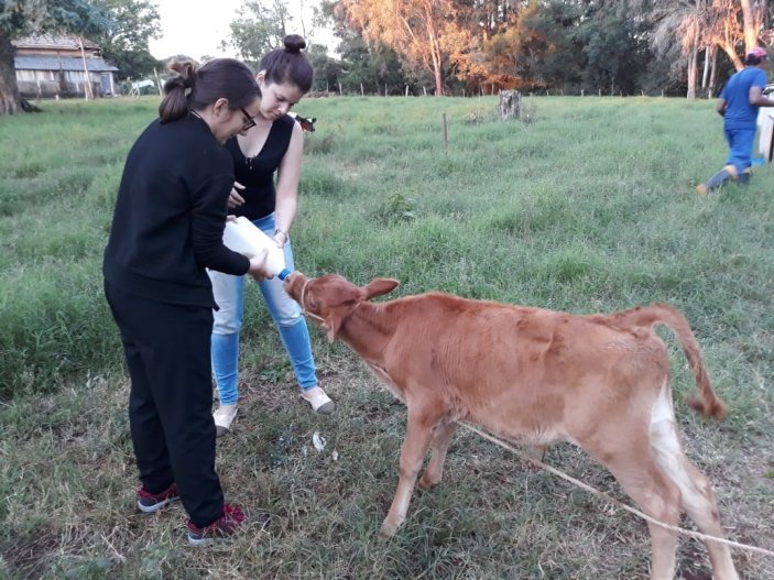 Atividades na LEPEP de Bovinocultura de Leite
